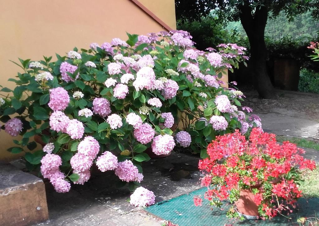 Agriturismo Poggio Al Tesoro Crespina Экстерьер фото