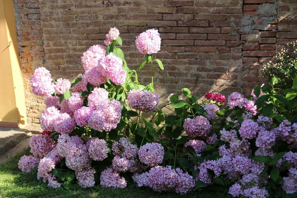 Agriturismo Poggio Al Tesoro Crespina Экстерьер фото
